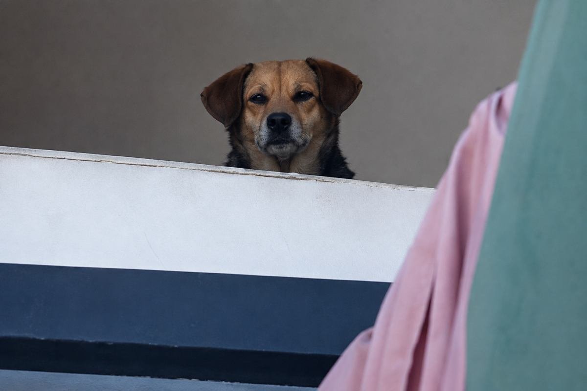 Cagnolina adottata da 4 giorni intrappolata dopo terremoto in Colombia, salvata dopo 24 ore