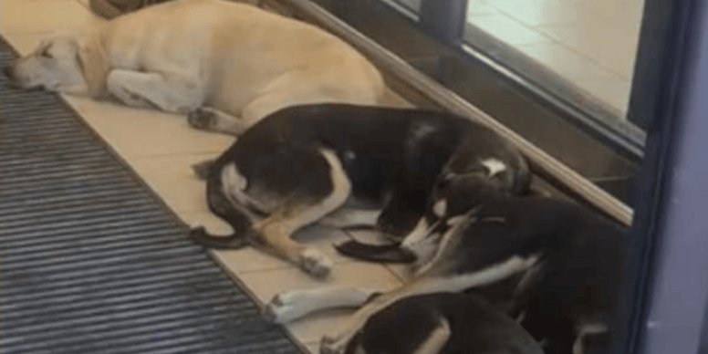 Cani randagi trovano rifugio in un supermercato a Licata, il gesto commuove il web