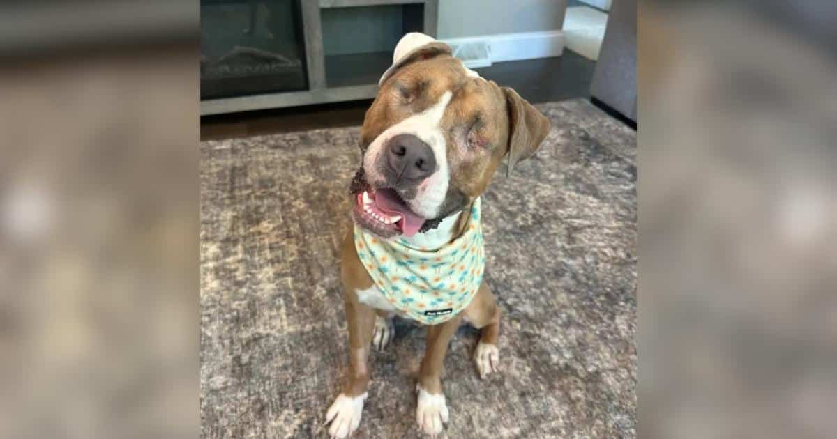 Un cane cieco trova la sua strada con determinazione e vivacità