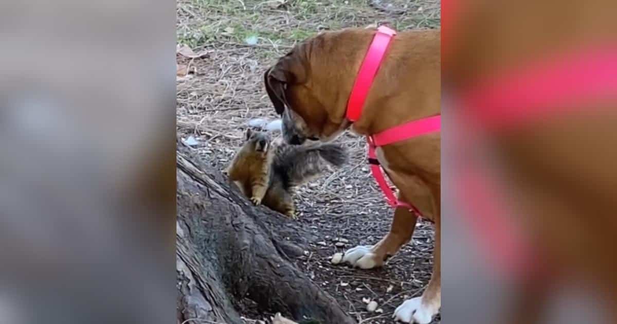 Martha, la cucciola grigia che trovò la sua amicizia tra i roditori