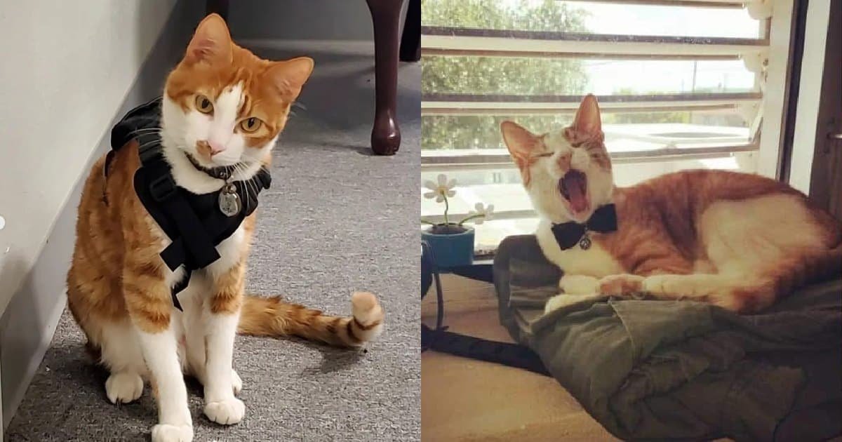 The Captain, il gatto che ha trasformato un comune in Texas
