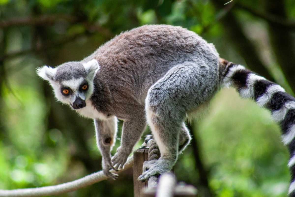 Herpes umano uccide quattro lemuri in USA: un rischio per animali in contatto con esseri umani
