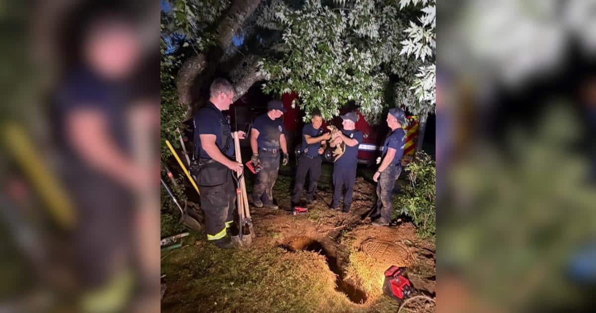 Dachshund si perde in un buco del giardino, soccorso in 5 ore