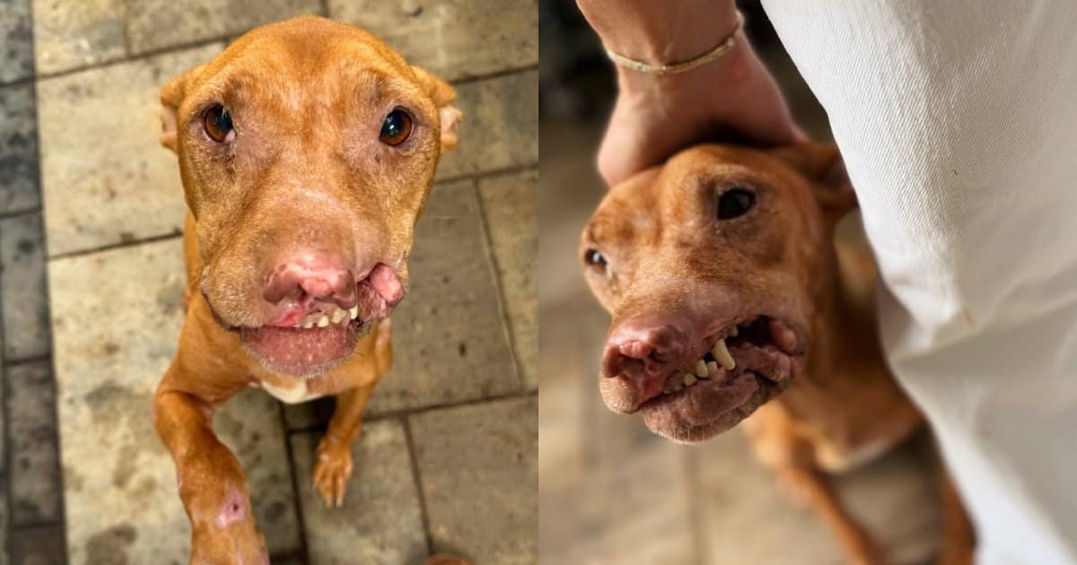 Una cucciola trovata in un cumulo di rifiuti cerca la sua famiglia