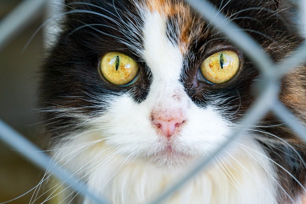 Un gattile a Padova unisce reinserimento sociale e cura degli animali