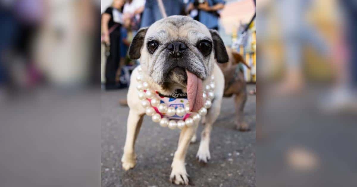 Jinny Lu, la Pug salvata, vince il titolo del cane più brutto del mondo