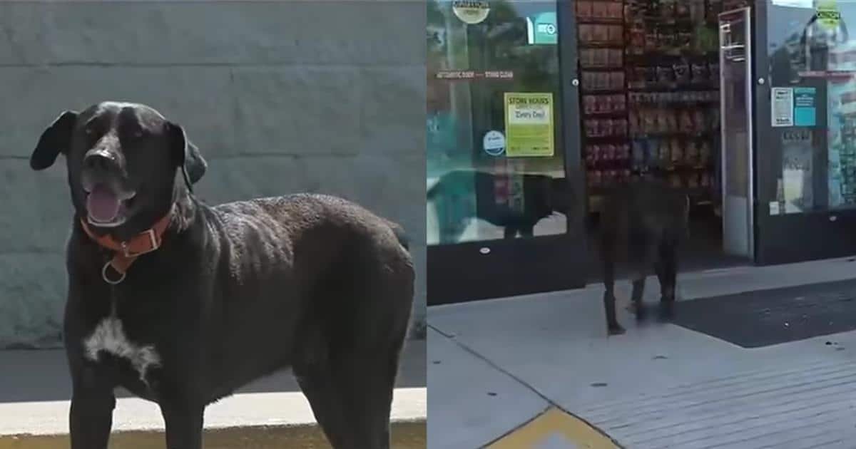 Ranger, il cane che ruba snack in un negozio, diventa un fenomeno virale