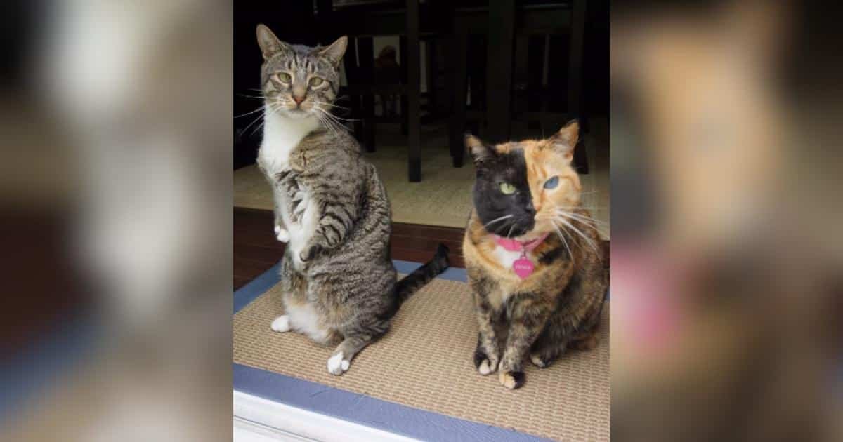 Due gatti iconici si lasciano andare insieme dopo 12 anni di amicizia