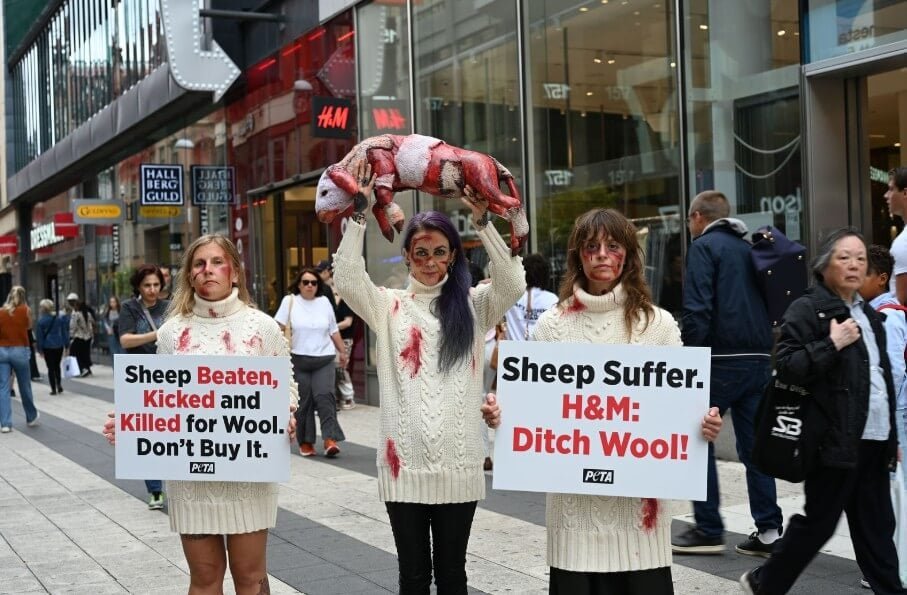 H&M: L’azienda deve smettere di vendere lana e lasciare in pace gli animali