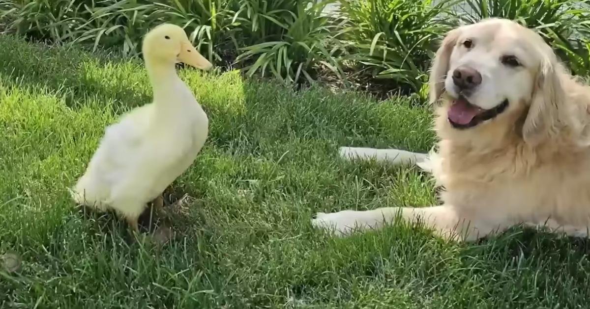 Un’amicizia insolita riaccende la gioia di un cane