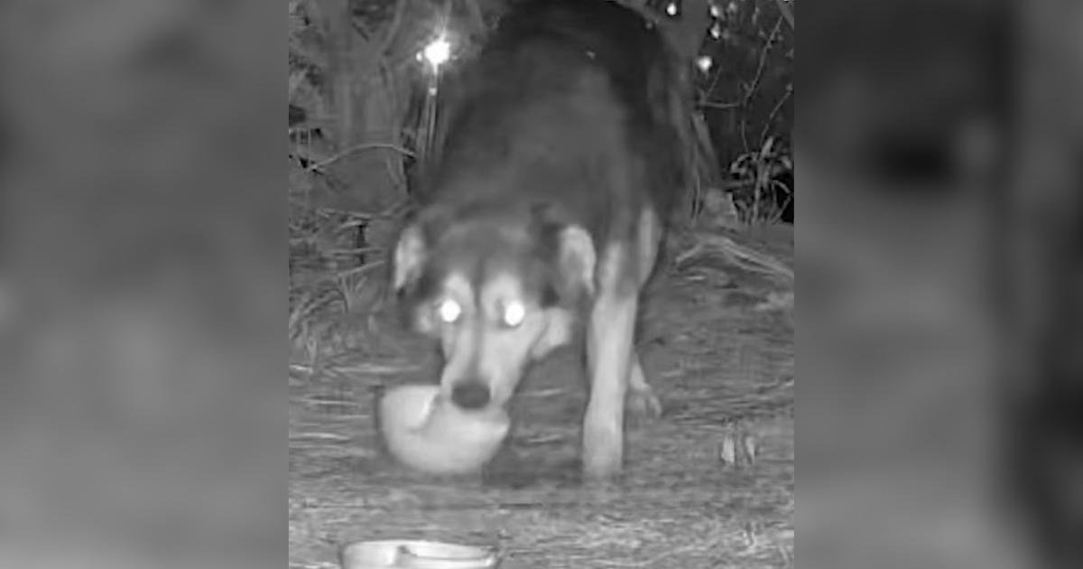 Wally, il cane randagio, supera 71 giorni di fuga ma la sua salvatrice non si arrende
