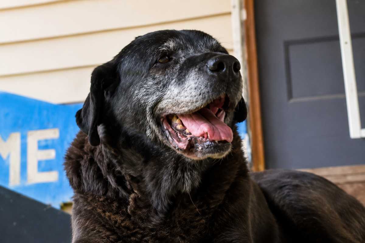 Cagnolina di 16 anni rubata e ritrovata sana e salva dopo inseguimento