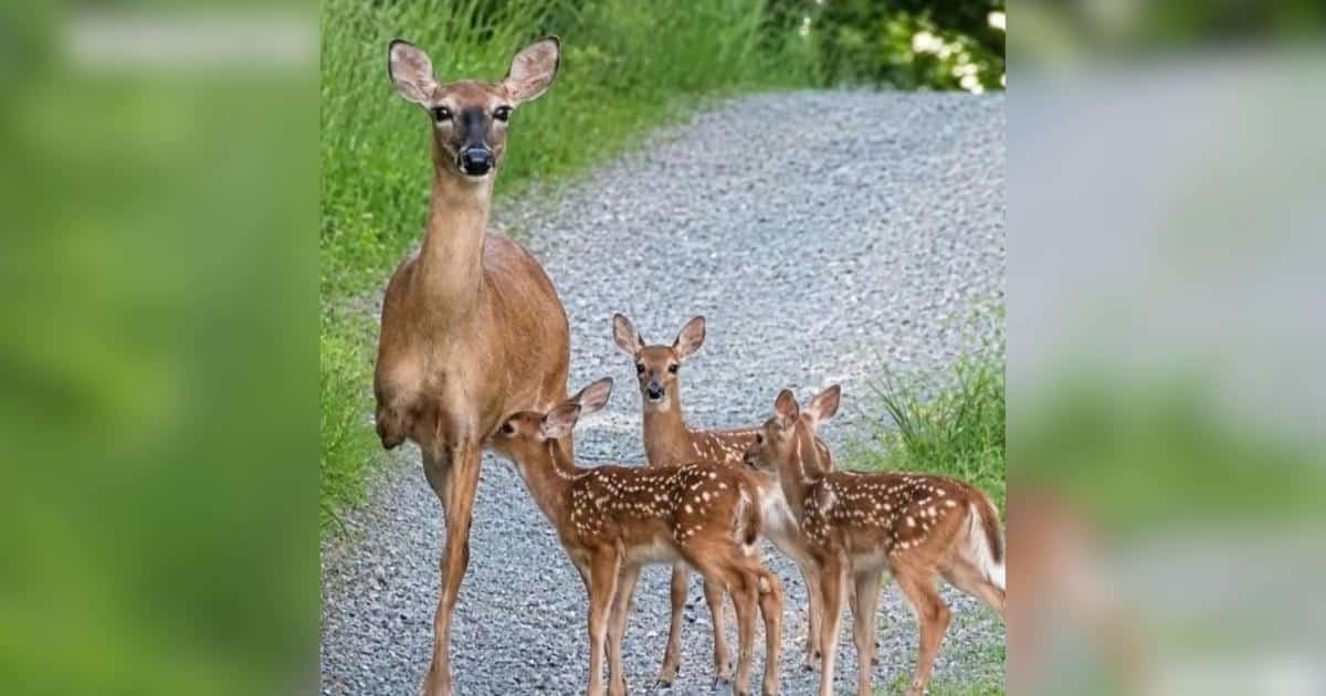 Una cerva con tre zampe si prende cura di due fagiani e commuove i cuori