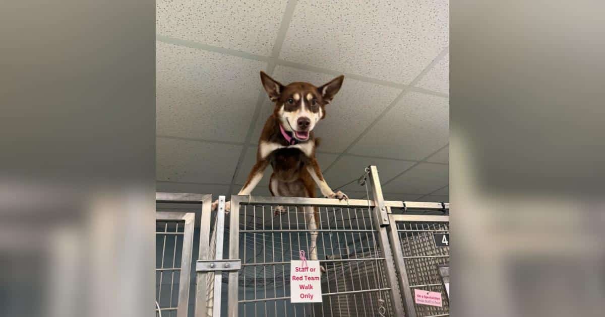 Maya, la Husky che ha superato il dolore e si è conquistata un posto tra i sogni