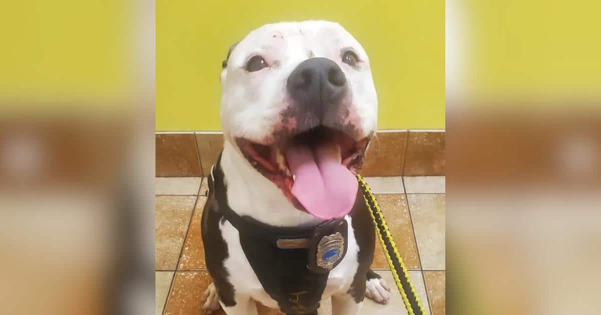 Un cane bruciato salvato da un incendio diventa simbolo di speranza per i pompieri