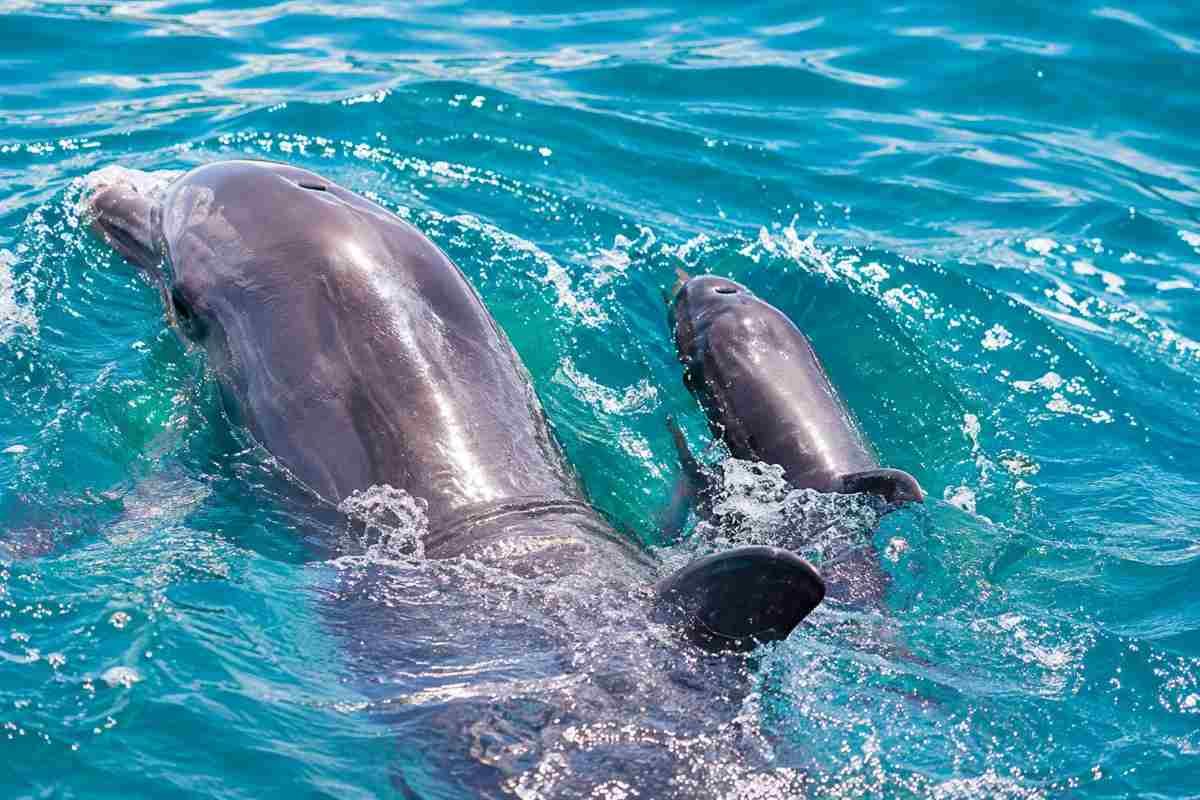 Delfino madre muore dopo il parto, cucciolo accolto dal branco a Bari Sardo