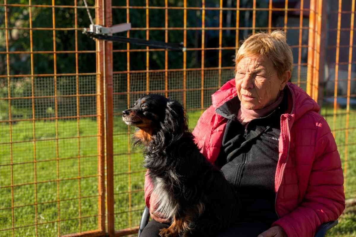 La Fenice, rifugio per cani a rischio di sgombero: appello per salvare 30 animali