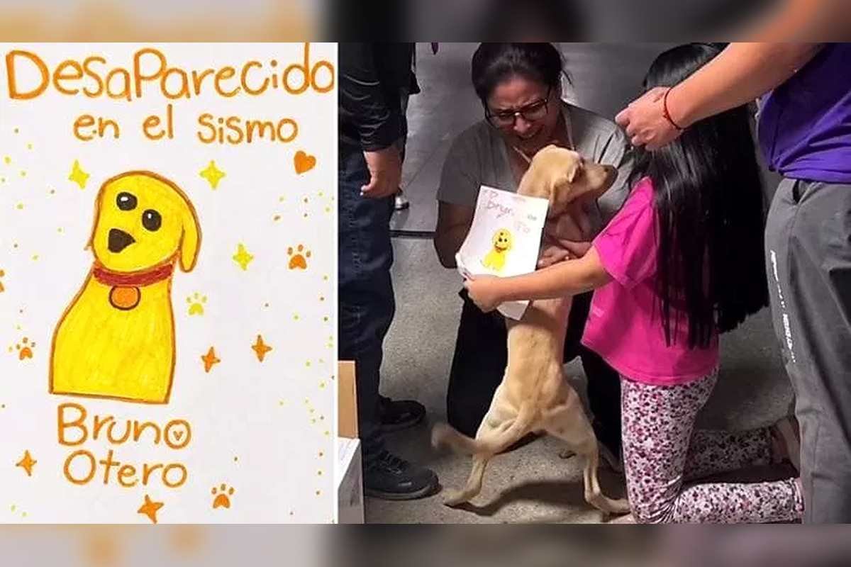 Una bambina di sette anni ritrova il cane con un disegno dopo il terremoto in Colombia