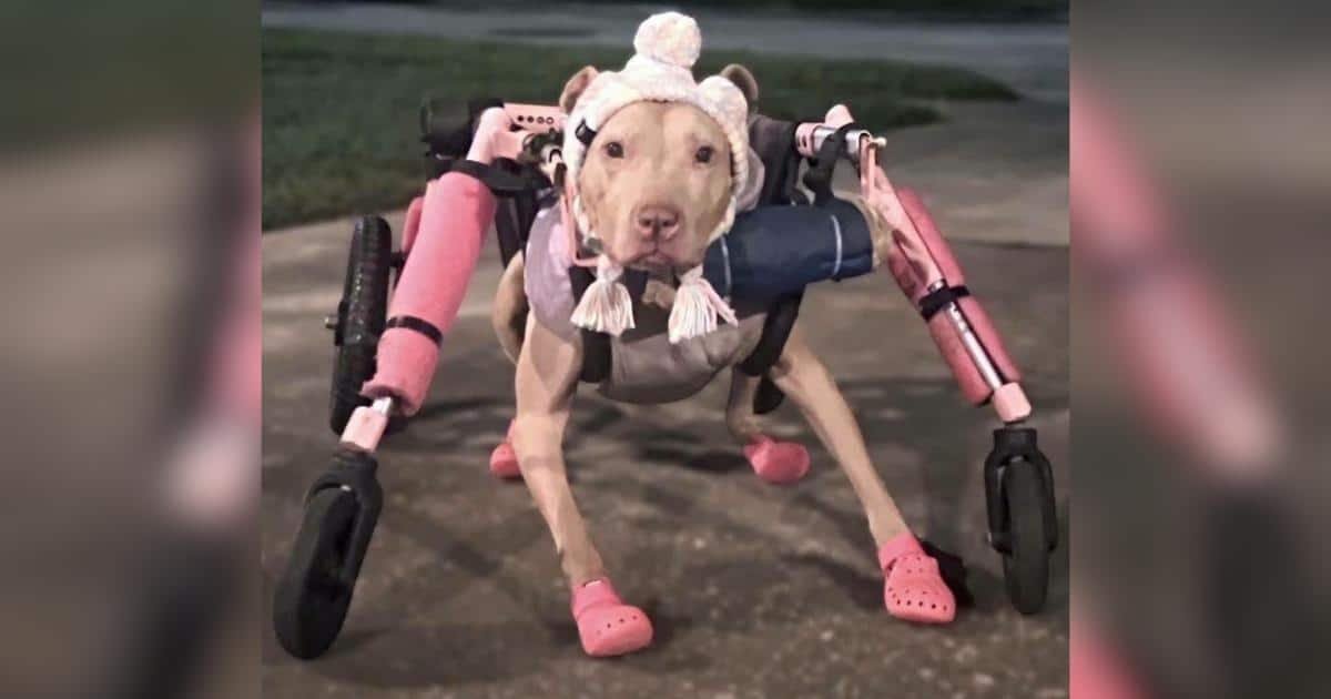 Un cane disabile perde la sedia a rotelle, la comunità si mobilita