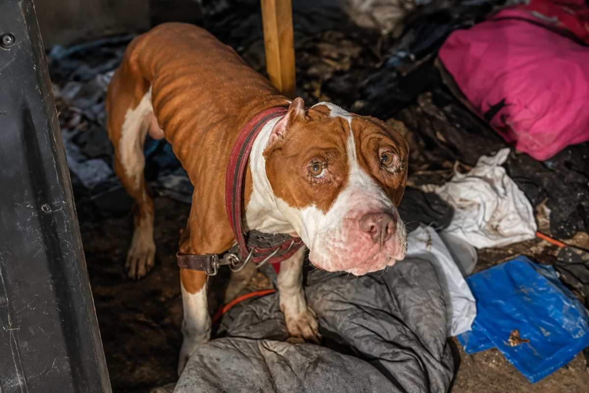 Cane abbandonato in condizioni disperate trova sollievo grazie all’intervento della Pennsylvania SPCA