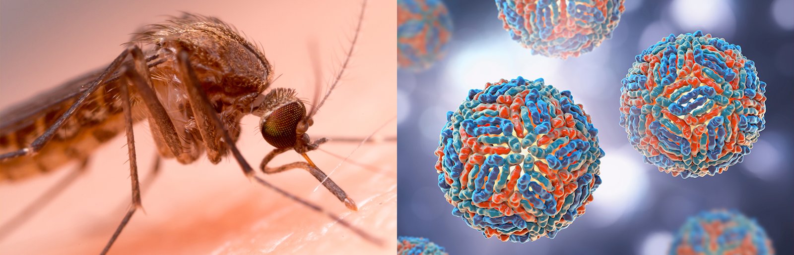 West Nile in Veneto: sorveglianza rileva circolazione virale al 4% in regione