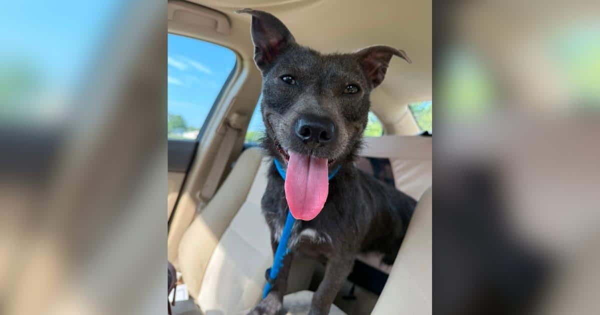 Dante, il cane con due genomi, ha svelato il suo mistero dopo sei test falliti