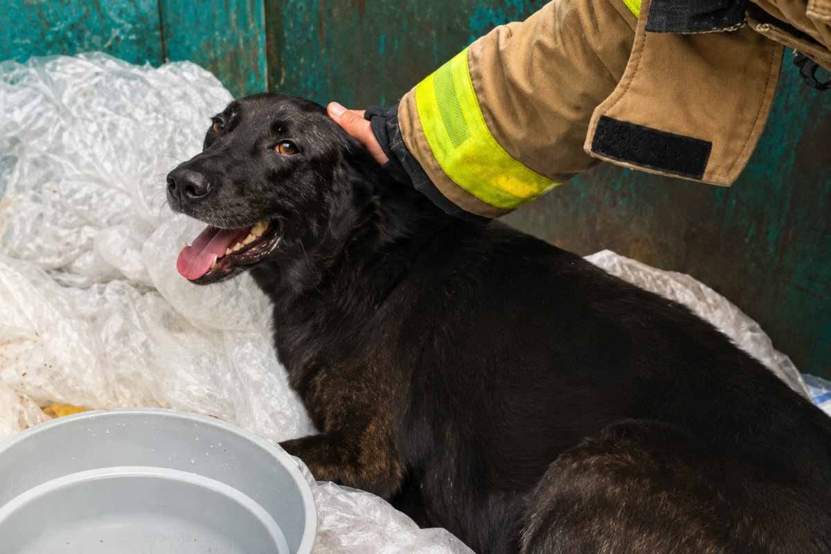 Pompieri di Miami-Dade salvano cucciolo di cane in difficoltà, diventa amico della caserma