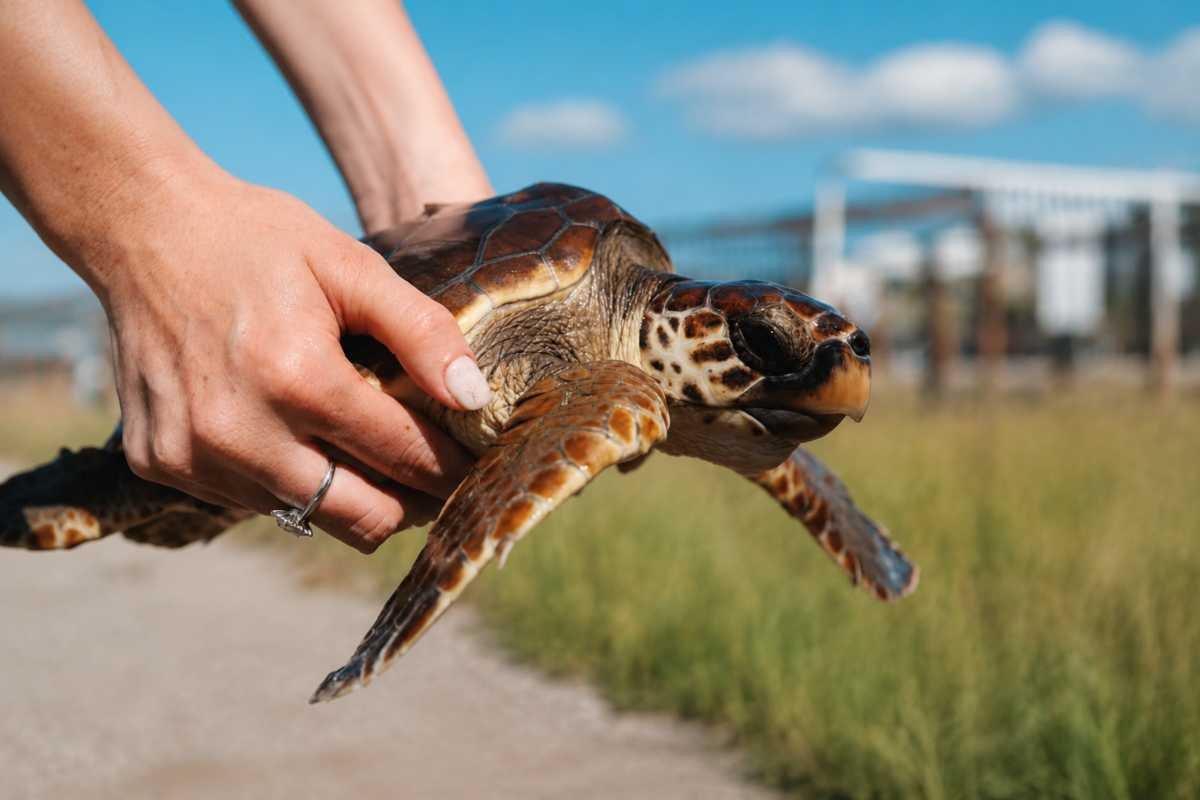 Tartaruga marina liberata dopo essere rimasta intrappolata nei rifiuti, torna in mare