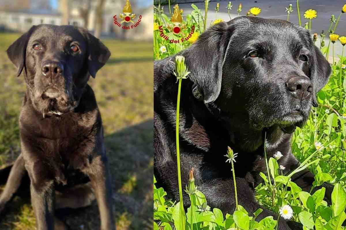 Maya, la Labrador che salvò i dispersi del crollo della Torre Piloti, non c’è più