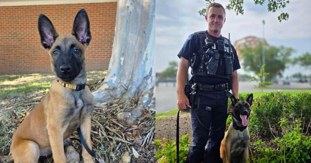 Un cucciolo abbandonato diventa poliziotto: il suo nome racconta la sua storia