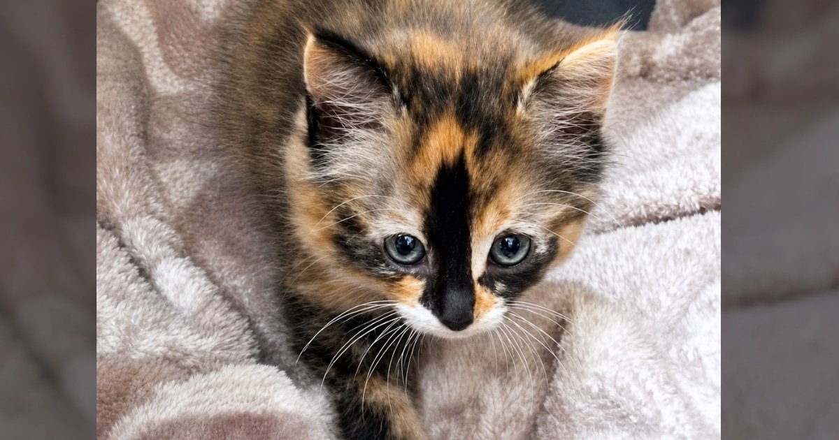 Una gattina resa protagonista con un nome ispirato a Dolly Parton