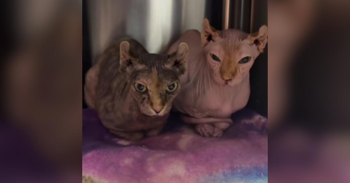 Animali straordinari che sembrano alieni trovati in un rifugio per animali