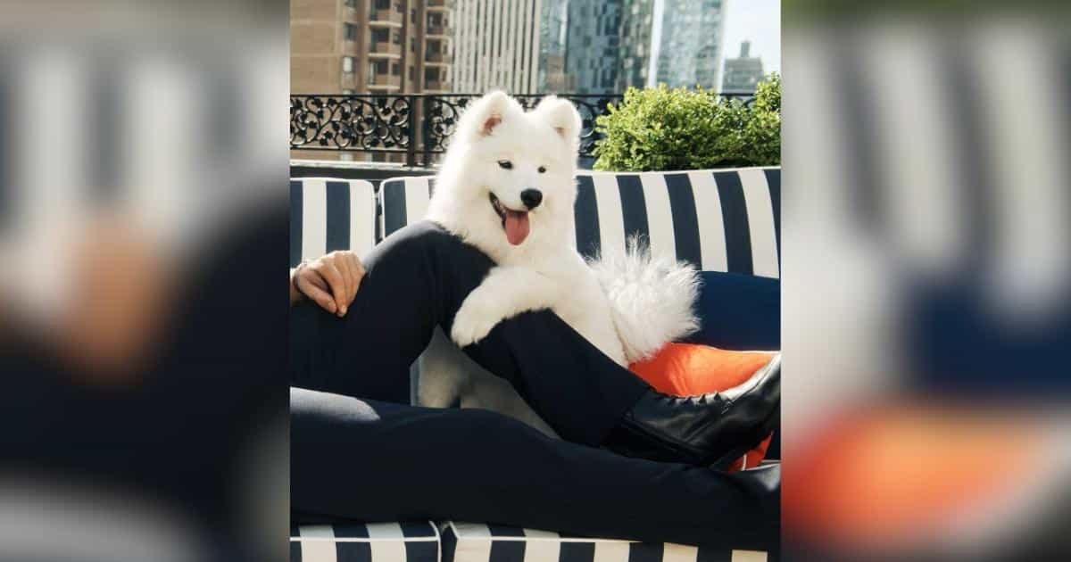 Travis Kelce e la sua Samoyed fanno debutto inaspettato in un set di Tommy Hilfiger