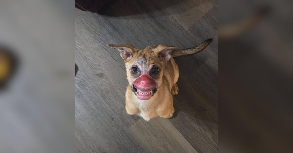 Burnie, il cucciolo con ustioni facciali, trova la sua pace dopo un lungo percorso di recupero