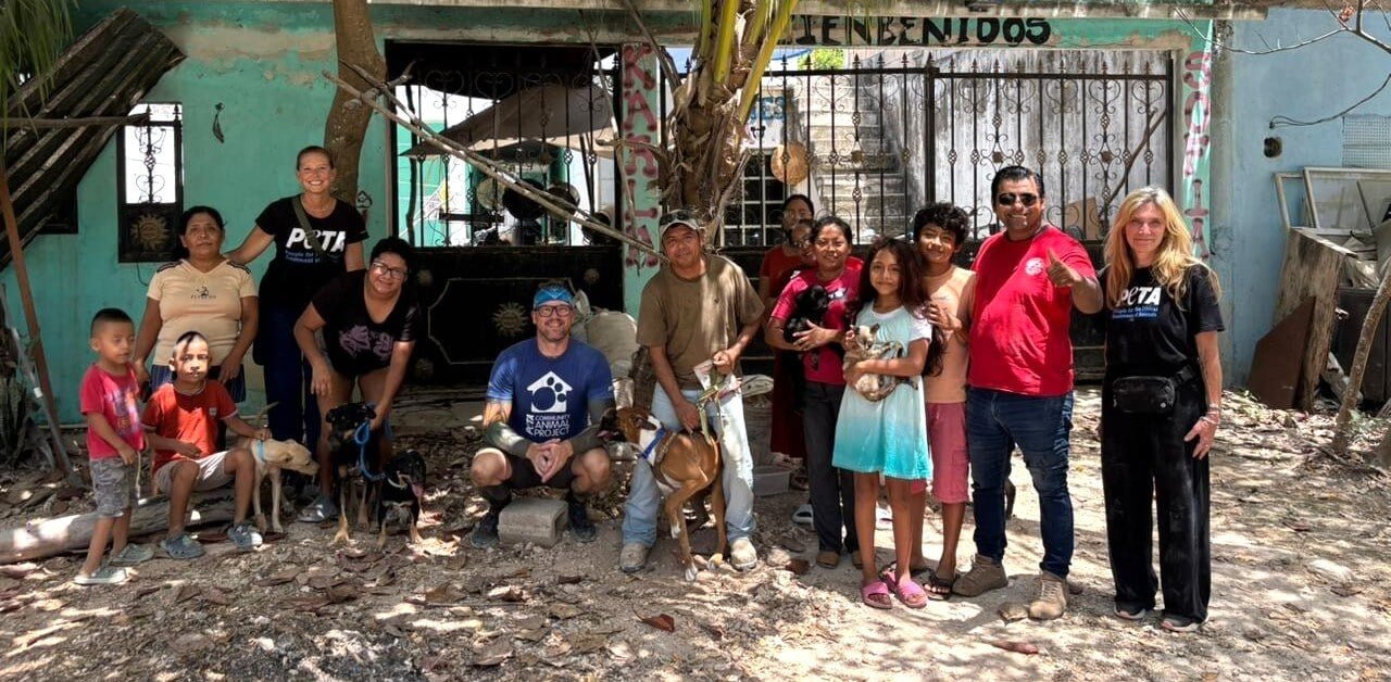 PETA organizza clinica di sterilizzazione a Cancún, 482 animali curati