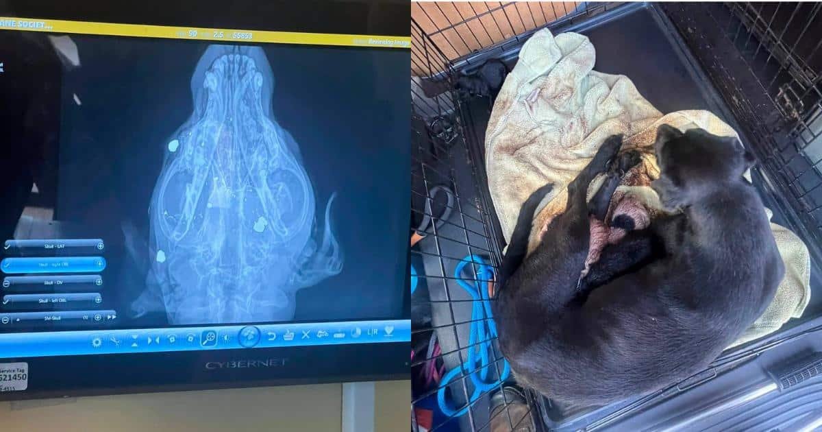 Una madre cane ferita da un proiettile ha dato alla luce cinque cuccioli in mezzo alla strada