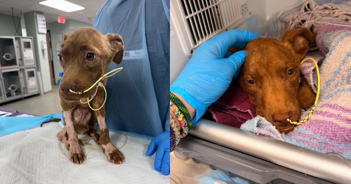 Rudy, il cucciolo trovato in strada a Houston, inizia a camminare dopo un lungo percorso di recupero