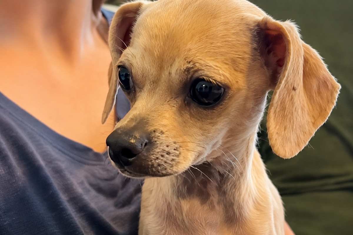 Et, il cane salvato dopo tre giorni, finalmente si fida degli esseri umani