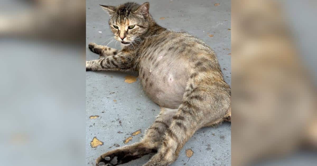 Eliza, la gatta abbandonata per essere “incinta”, lotta per la vita