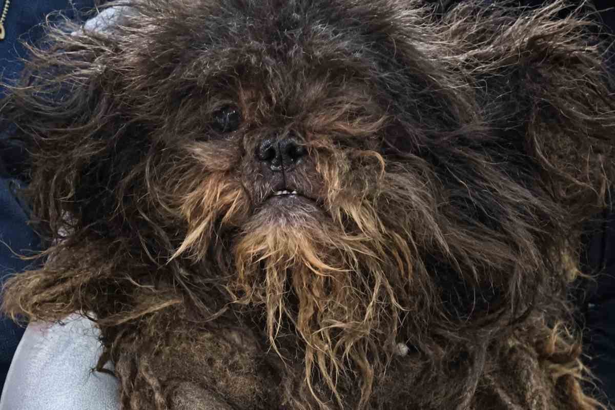 Due cani abbandonati trovati in un scantinato con pelo infeltrito e ferite