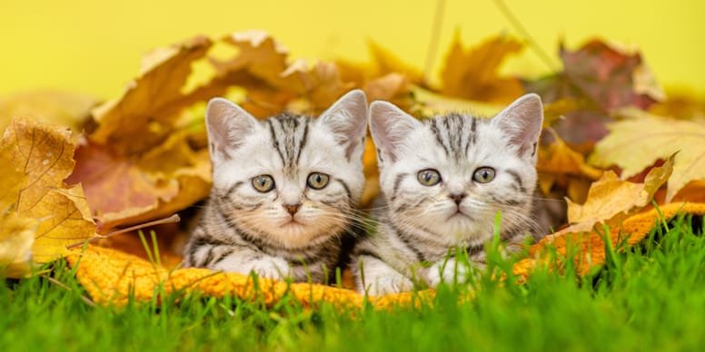 I gatti nati in autunno non sono più deboli dei gatti nati in primavera