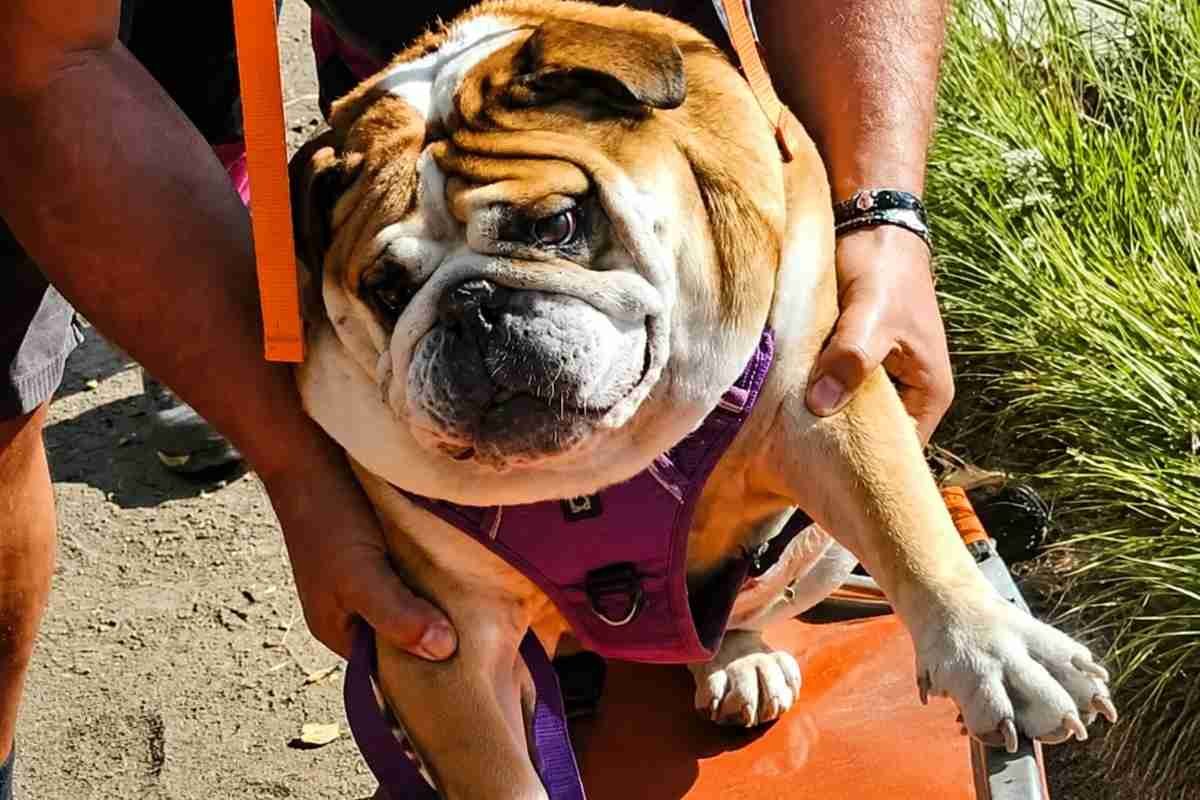 Cane brachicefalo soccorso in alta quota: la scelta di portarlo in montagna ha un costo?