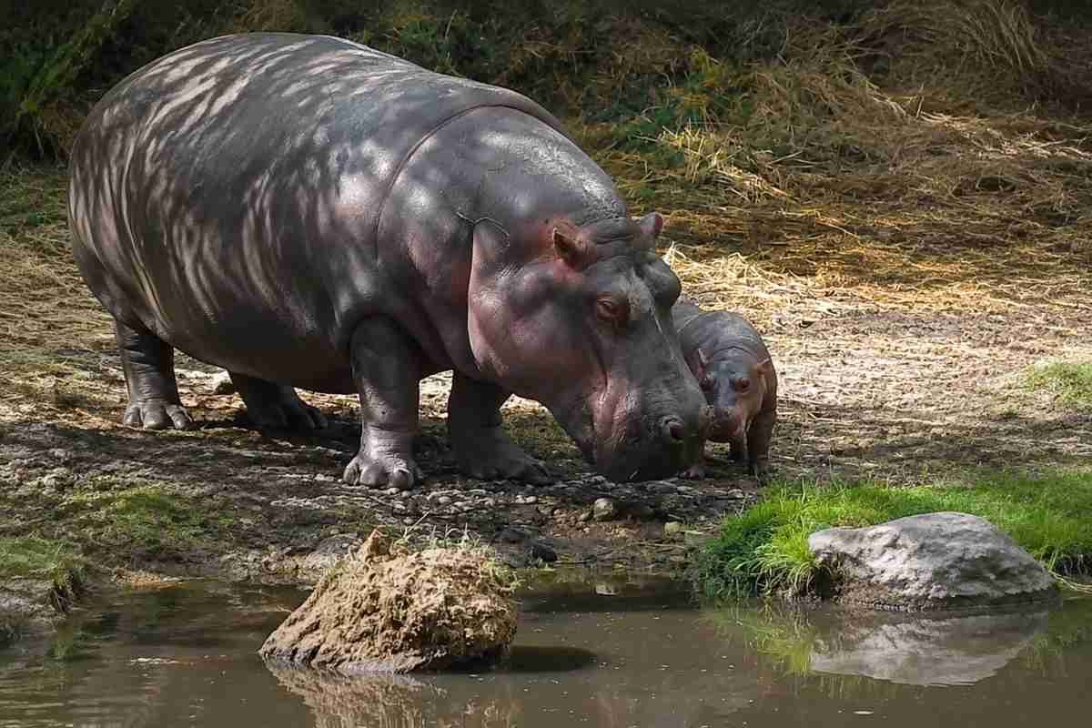 Camilla, l’ippopotama che ha dato alla luce il quindicesimo cucciolo a 55 anni