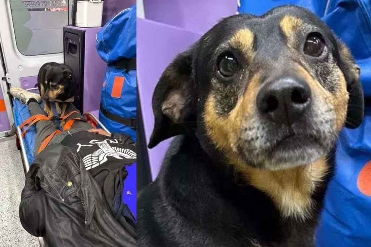 Cane abbandonato dopo 7 giorni dall’affido: cerca una nuova casa