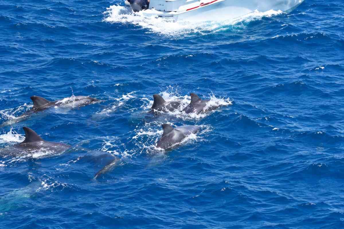 Caccia ai delfini in Giappone: centinaia spinti in baia, attivisti monitorano operazioni