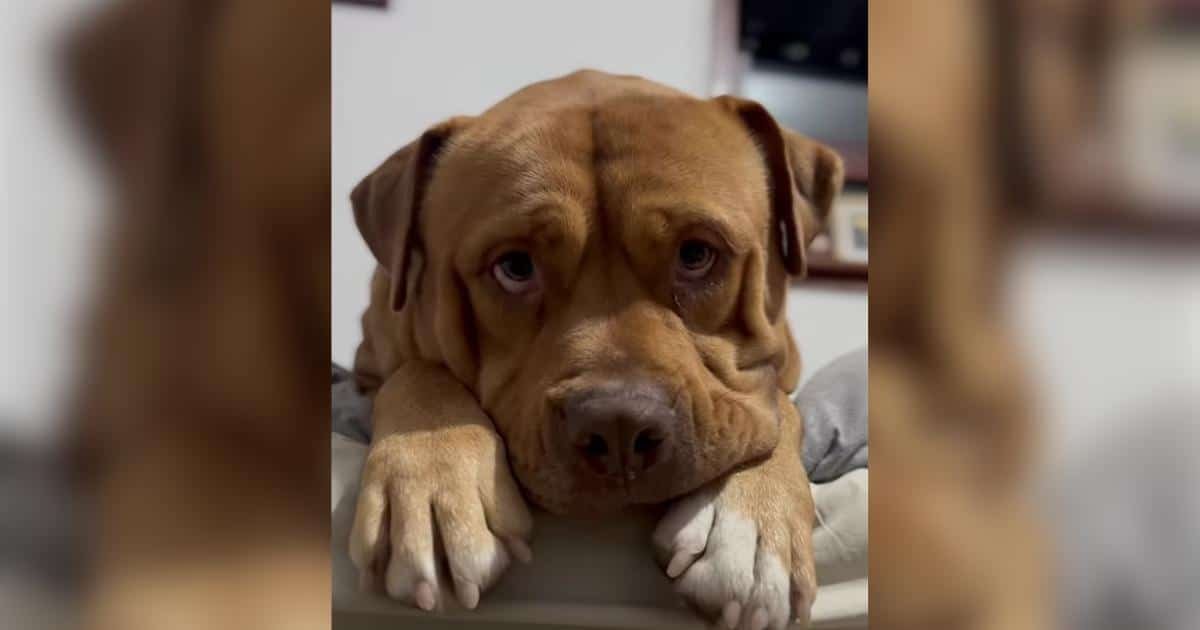 Wabby, il cane abbandonato per la sua taglia, trova una nuova famiglia dopo un viaggio di 14 ore