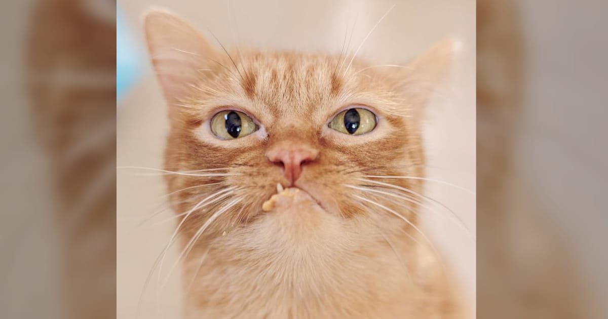 Un gatto con un dente dietro le spalle trova una famiglia che lo accetta così com’è
