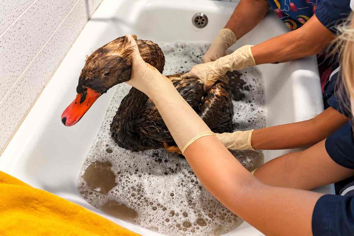Cigno reale in difficoltà dopo sversamento di idrocarburi: salvato nel Naviglio Grande