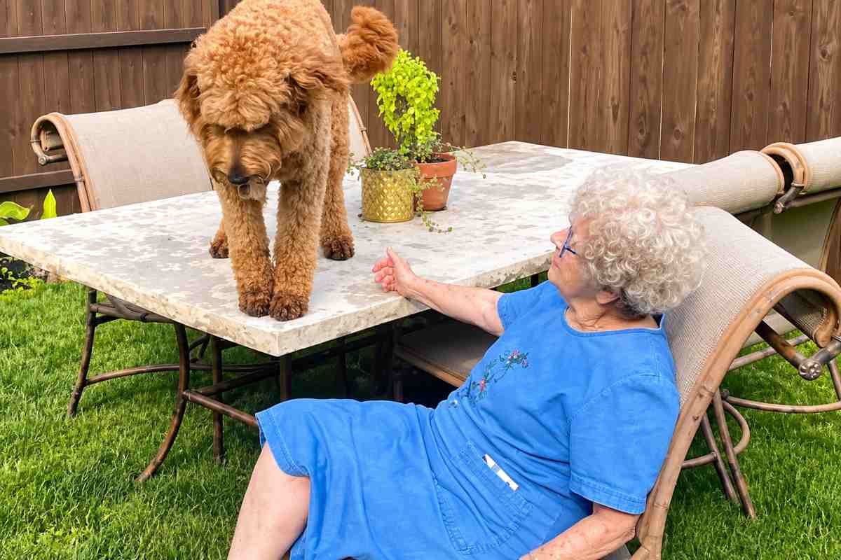 Una nonna e il suo cane: una storia di affetto e ricordo