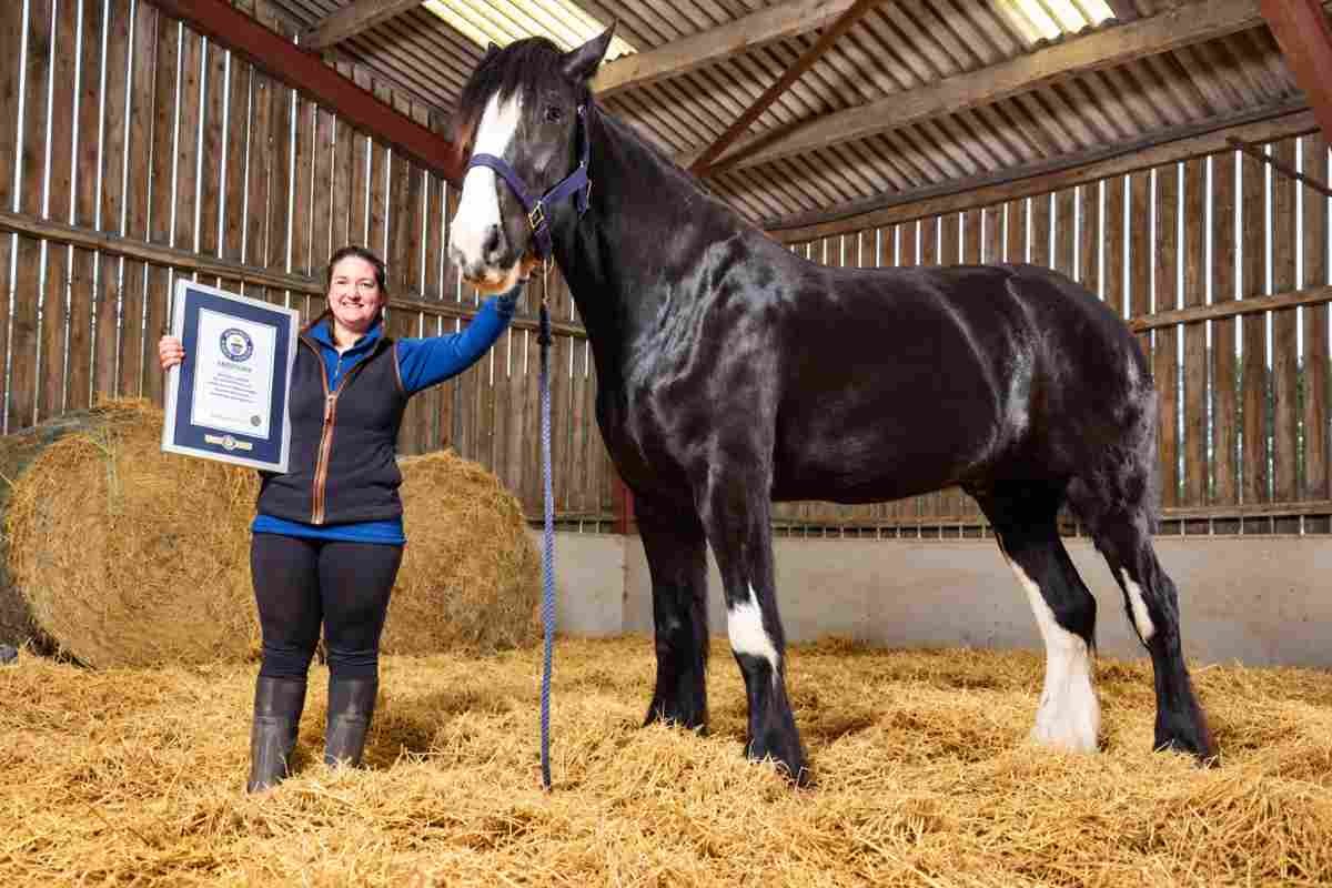 Hugo, il cavallo Shire più alto del mondo, supera il record con 1,99 metri
